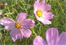 コスモス