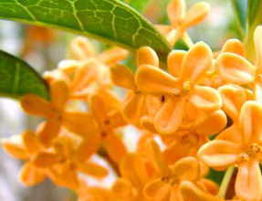 金木犀(キンモクセイ)