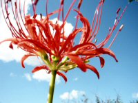 彼岸花